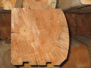 Close-up of tree stump cross-section.