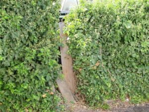 Overgrown ivy on fence with hidden gate.